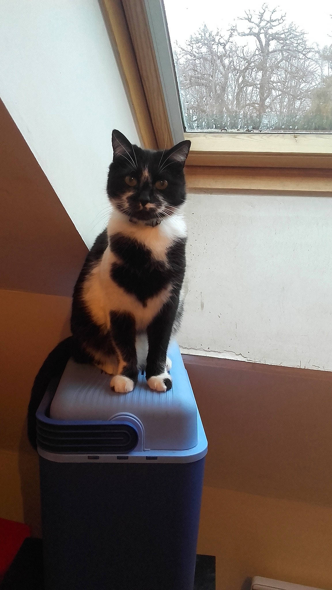 Izia participe au concours pour gagner de l'argent avec cette photo : american_shorthair, asian, carnivore, cat, domestic_short_haired_cat, european_shorthair, felidae, kitten, plumbing_fixture, polydactyl_cat, small_to_medium_sized_cats, tail, whiskers