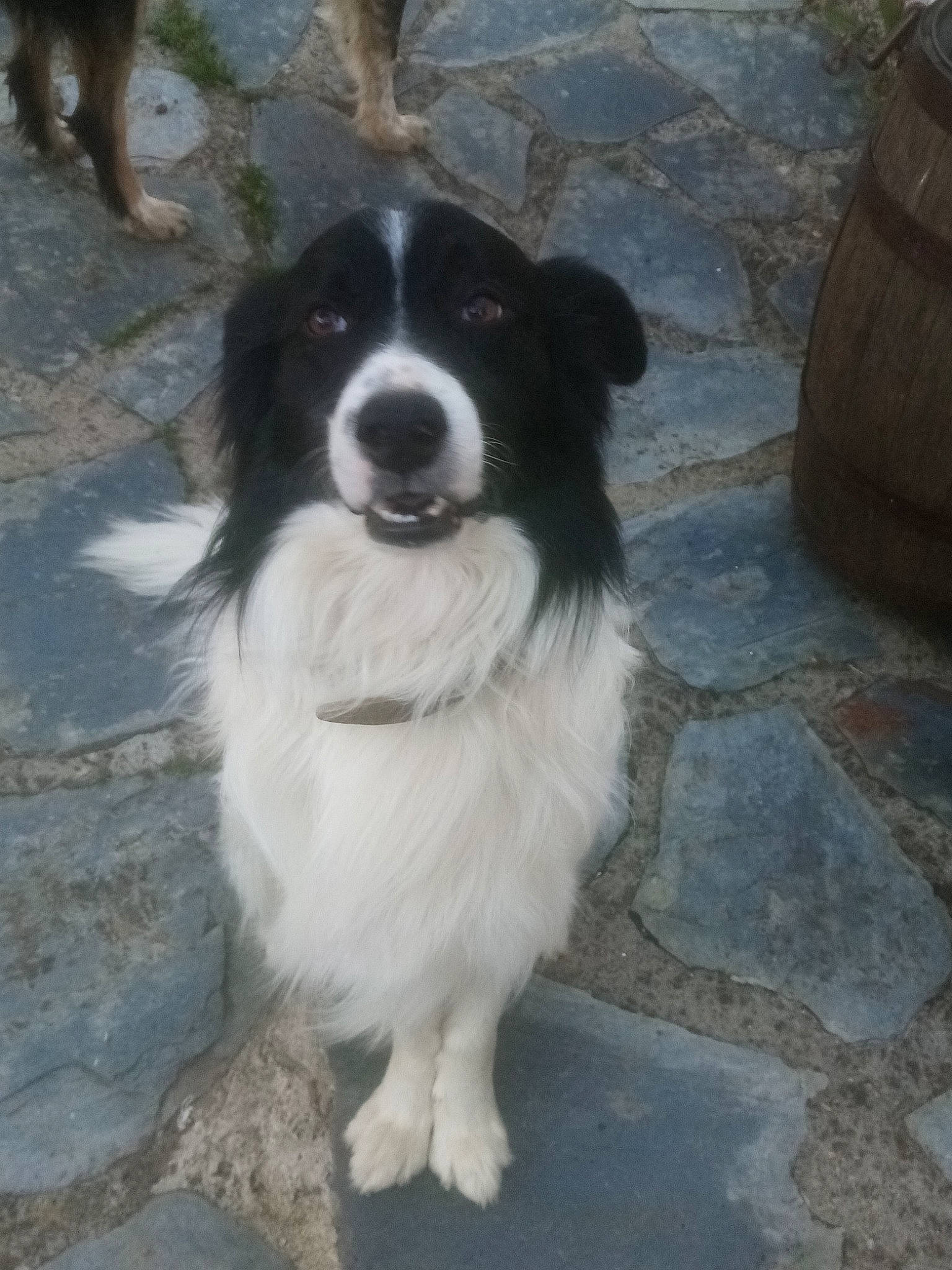 Luckies participe au concours pour gagner de l'argent avec cette photo : australian_collie, border_collie, canidae, carnivore, companion_dog, dog, dog_breed, flowerpot, fur, herding_dog, road_surface, snout, sporting_group, terrestrial_animal, whiskers, working_animal, working_dog