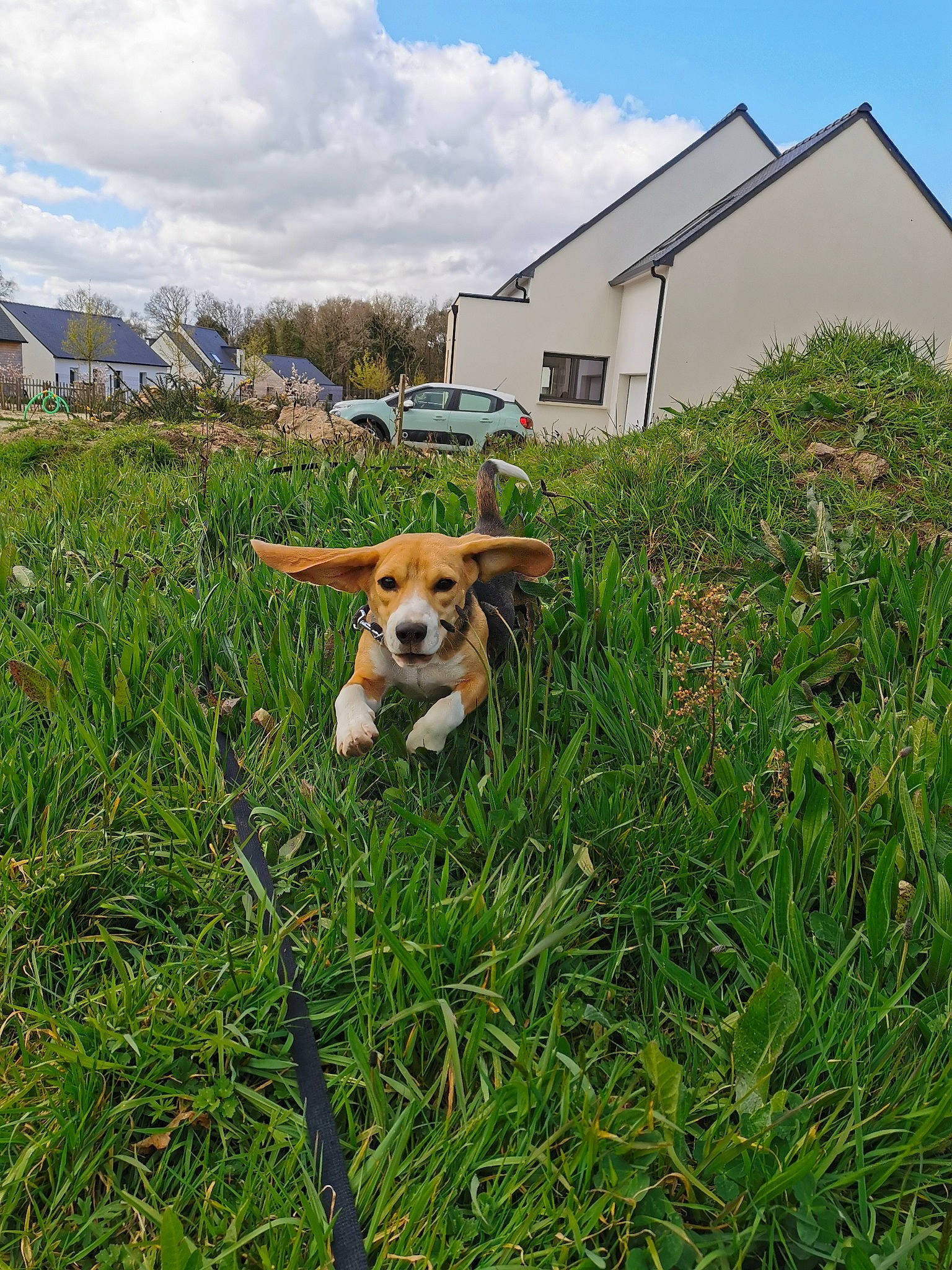 Peach participe au concours pour gagner de l'argent avec cette photo : beagle, beagle_harrier, canidae, carnivore, companion_dog, dog, dog_breed, grass, grass_family, harrier, home, house, hunting_dog, lawn, mammal, plant, puppy