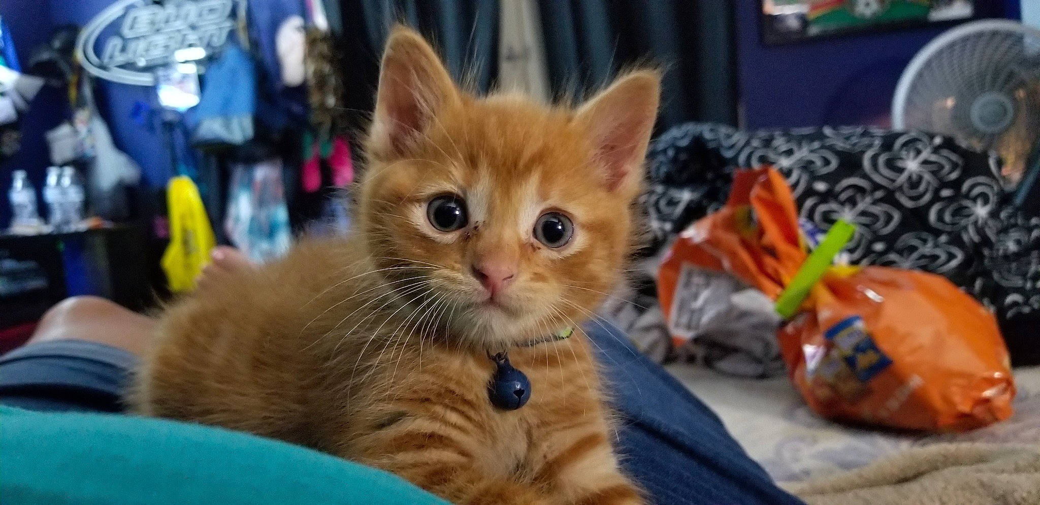 Memphis joined the competition — help win amazing prizes! arabian_mau, asian, carnivore, cat, domestic_short_haired_cat, european_shorthair, fawn, felidae, german_rex, kitten, mammal, munchkin, organism, polydactyl_cat, small_to_medium_sized_cats, snapshot, snout, tabby_cat, vertebrate, whiskers