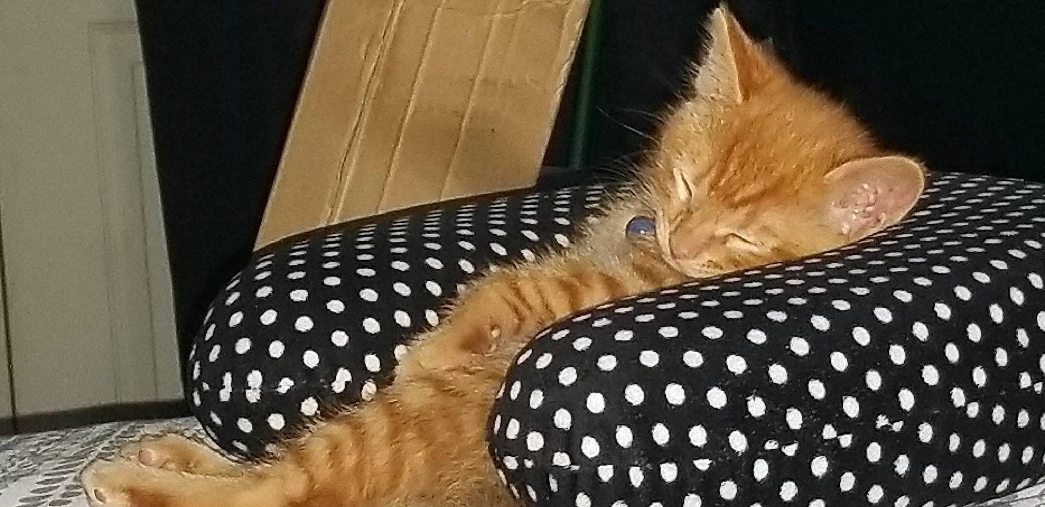 Memphis is registered to the contest to win money with this photo: asian, carnivore, cat, design, ear, fawn, felidae, fur, kitten, leg, pattern, polka_dot, small_to_medium_sized_cats, whiskers