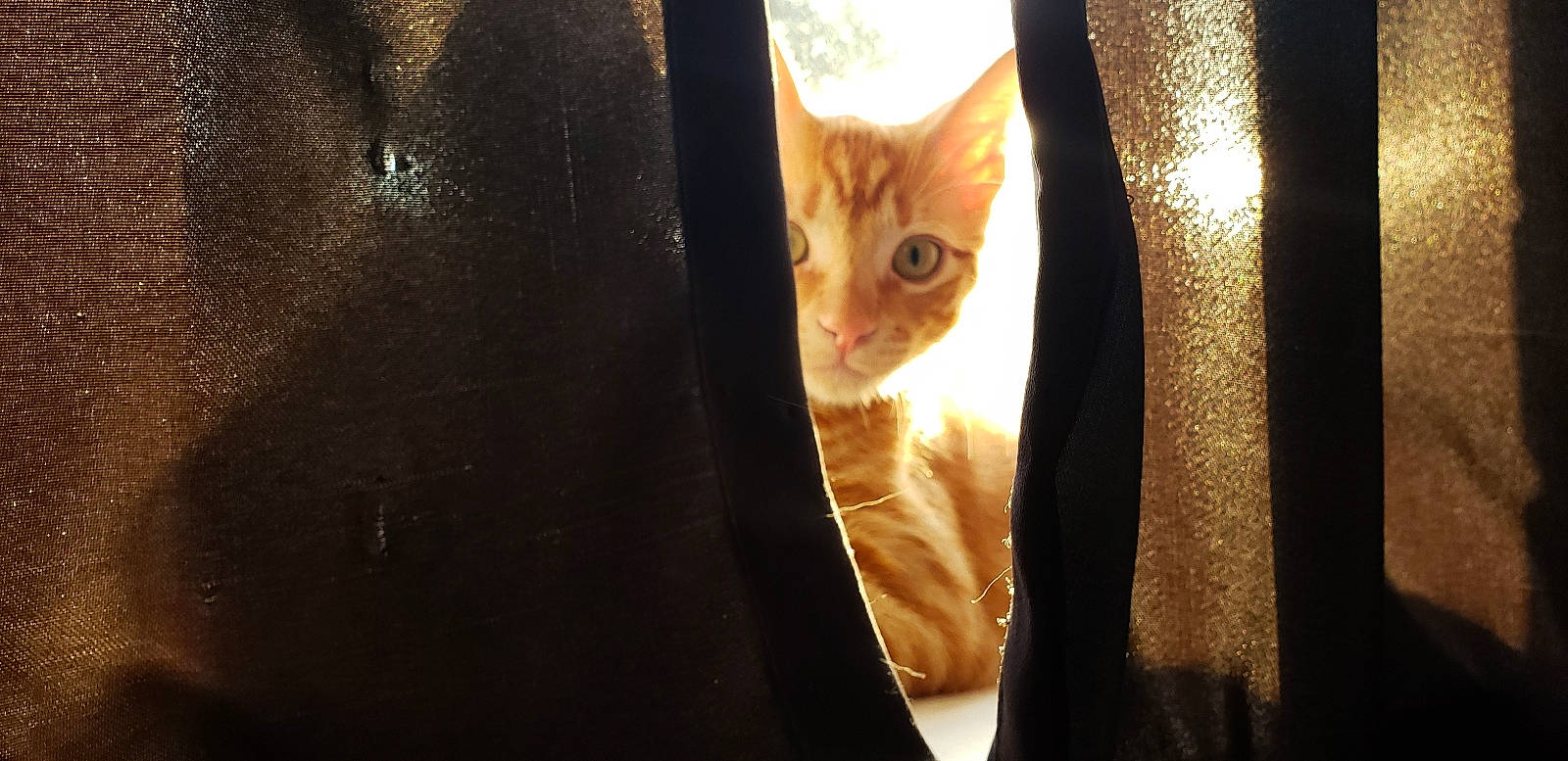 Memphis joined the competition — help win amazing prizes! carnivore, cat, close_up, eye, fawn, felidae, fur, light, small_to_medium_sized_cats, snout, whiskers, window