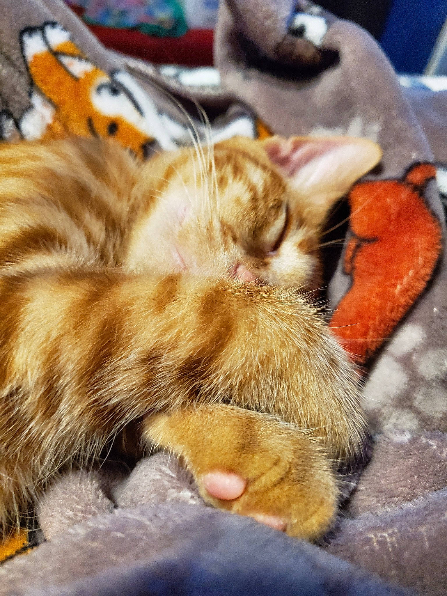 Memphis is registered to the contest to win money with this photo: aegean_cat, carnivore, cat, claw, european_shorthair, fawn, felidae, fur, kitten, nap, paw, sleep, small_to_medium_sized_cats, snout, somali, tabby_cat, tail, whiskers