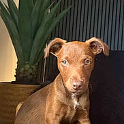 Coco joined the competition — help win amazing prizes! animal, attention, black_rug, brown_dog, closeup, cozy, curious, cute, decor, dog, ears, fur, home, indoor, pet, plant, portrait, puppy, sitting, young_dog