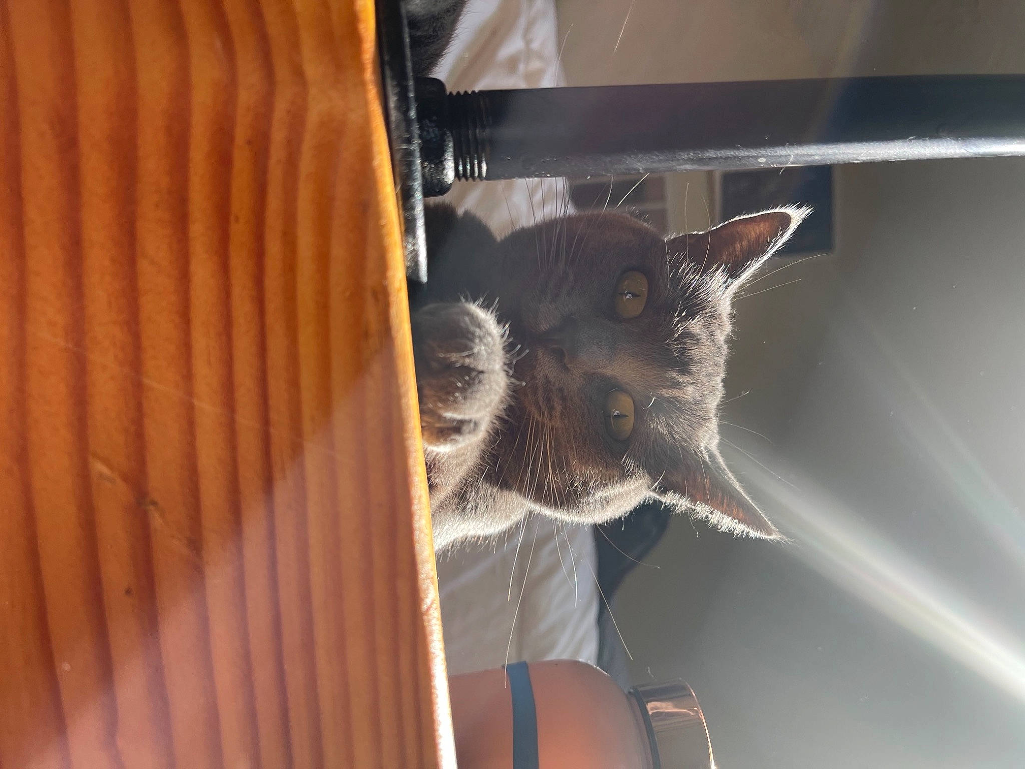 Suki is registered to the contest to win money with this photo: carnivore, cat, cat_supply, domestic_short_haired_cat, door, felidae, fur, hardwood, mammal, metal, small_to_medium_sized_cats, snout, tail, whiskers, window, wood
