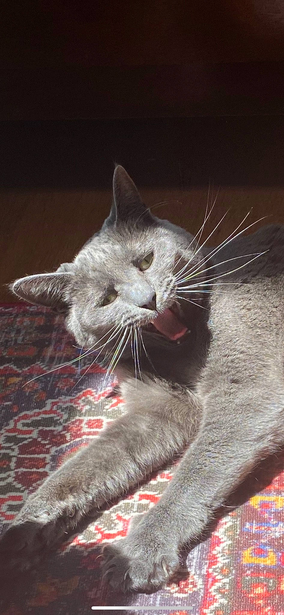 Suki joined the competition — help win amazing prizes! carnivore, cat, cat_supply, claw, domestic_short_haired_cat, fang, felidae, fur, grey, paw, russian_blue, small_to_medium_sized_cats, snout, tail, whiskers, yawn