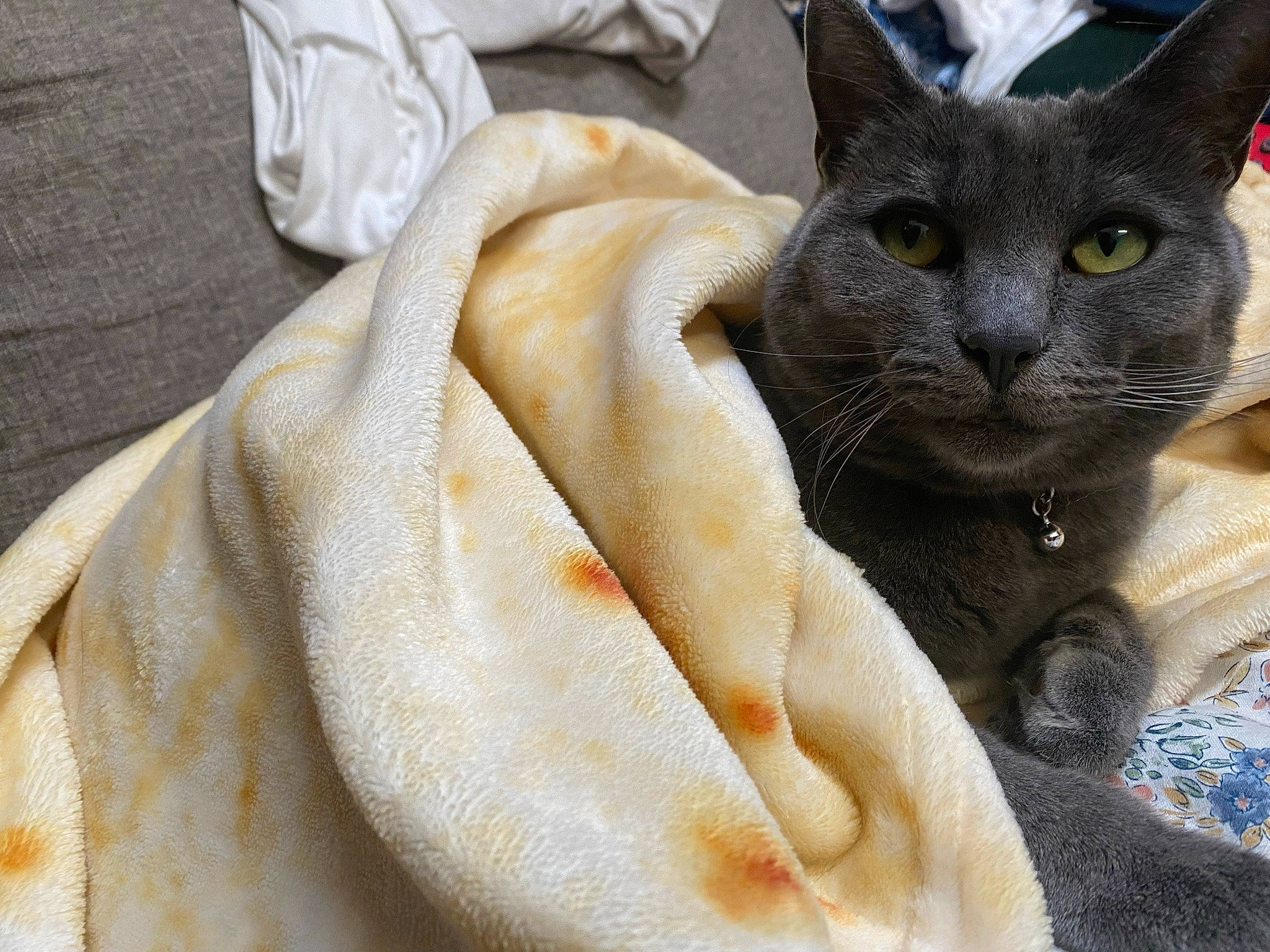 Suki is registered to the contest to win money with this photo: black_cat, bombay, carnivore, cat, cat_supply, comfort, domestic_short_haired_cat, fawn, felidae, fur, havana_brown, linens, small_to_medium_sized_cats, snout, whiskers