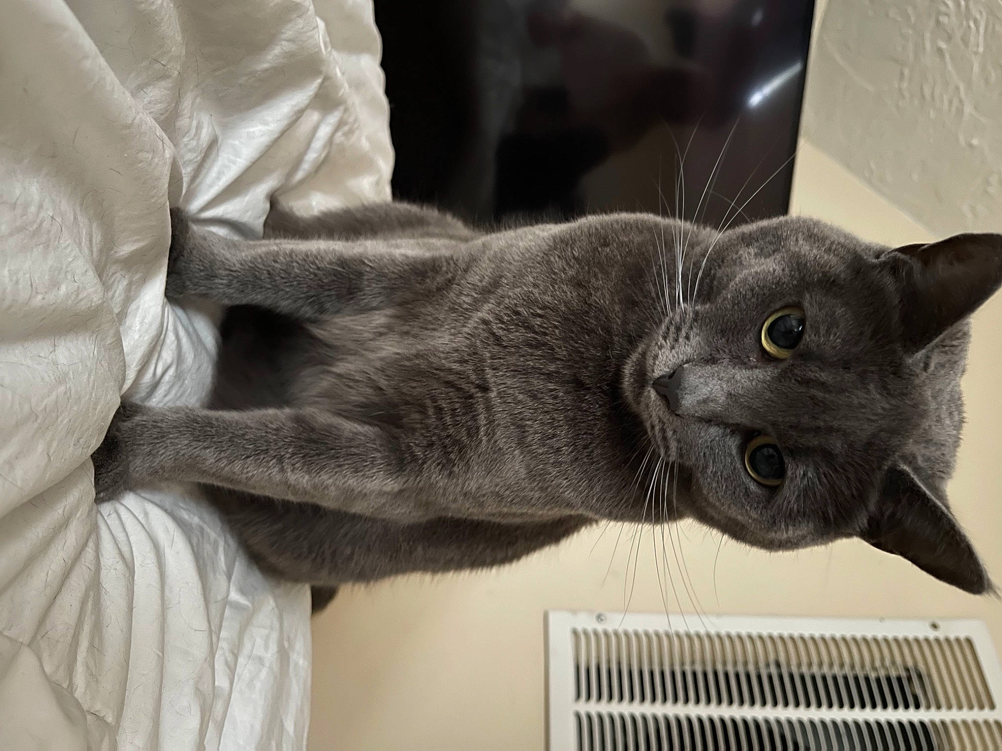 Suki is registered to the contest to win money with this photo: carnivore, cat, claw, comfort, domestic_short_haired_cat, ear, felidae, fur, gesture, grey, russian_blue, sleeve, small_to_medium_sized_cats, snout, tail, whiskers, window