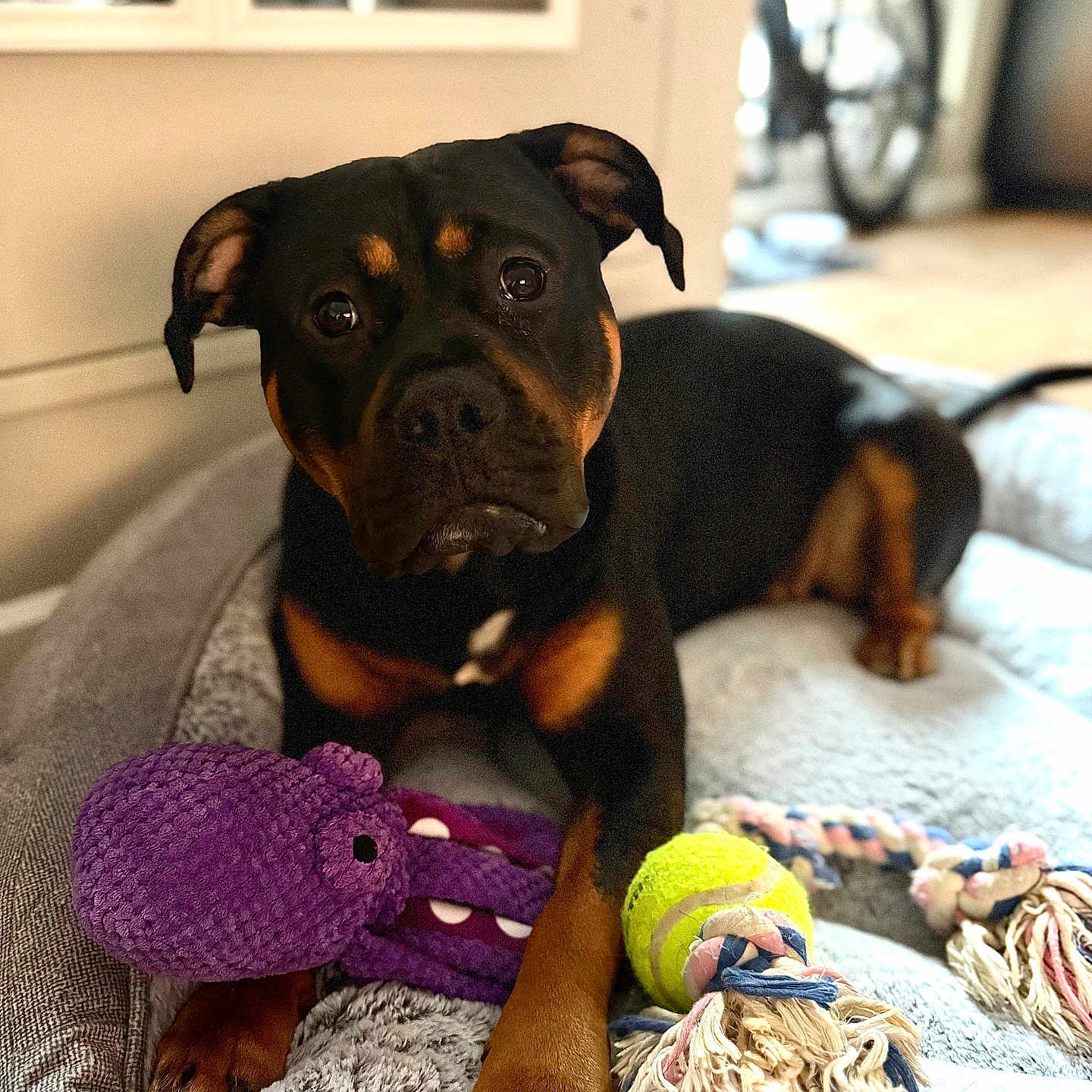 Stella joined the competition — help win amazing prizes! animal, ball, bicycle, boxer, bulldog, canine, dog, football, furniture, hound, machine, pet, puppy, spoke, sport, tennis, tennisball, transportation, vehicle, wheel
