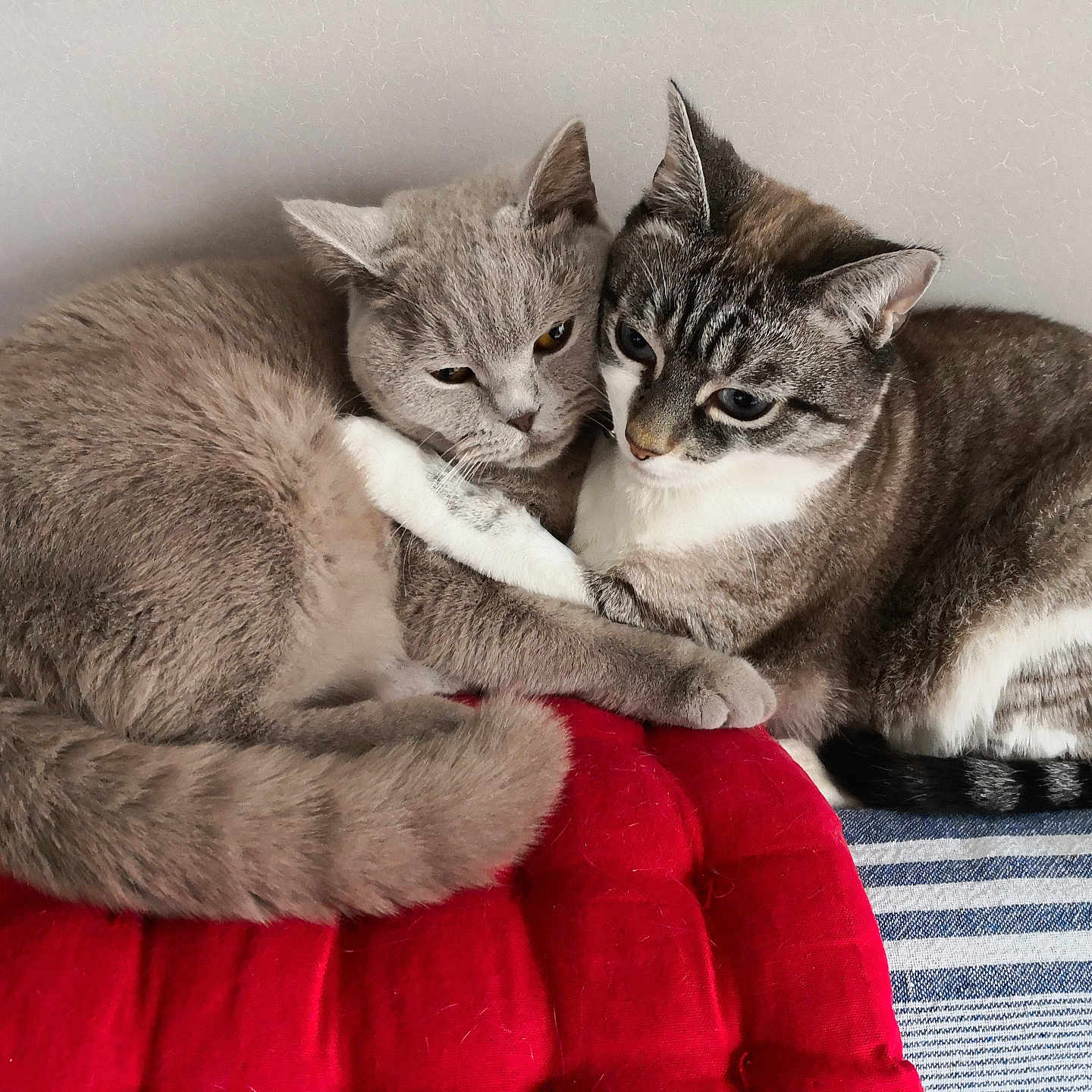 Gump Et Perle a rejoint le concours — aidez-le/la à gagner de superbes lots ! animal, cat, closeup, companion, cozy, cuddling, cute, cute_animals, domestic, feline, fur, indoor, pets, red_cushion, relaxed, resting, striped_surface, tail, two_cats, whiskers