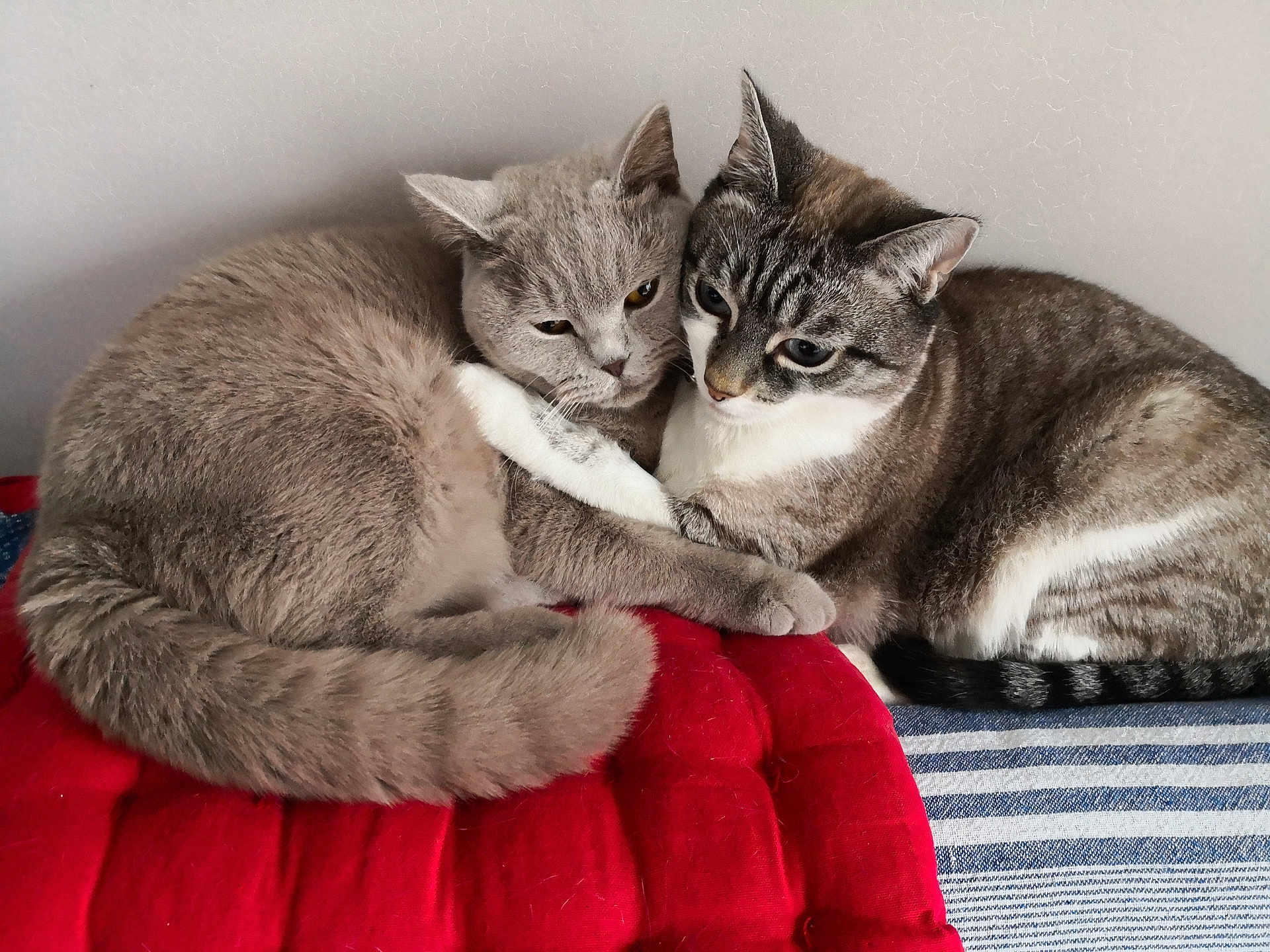 Gump Et Perle a rejoint le concours — aidez-le/la à gagner de superbes lots ! animal, cat, closeup, companion, cozy, cuddling, cute, cute_animals, domestic, feline, fur, indoor, pets, red_cushion, relaxed, resting, striped_surface, tail, two_cats, whiskers