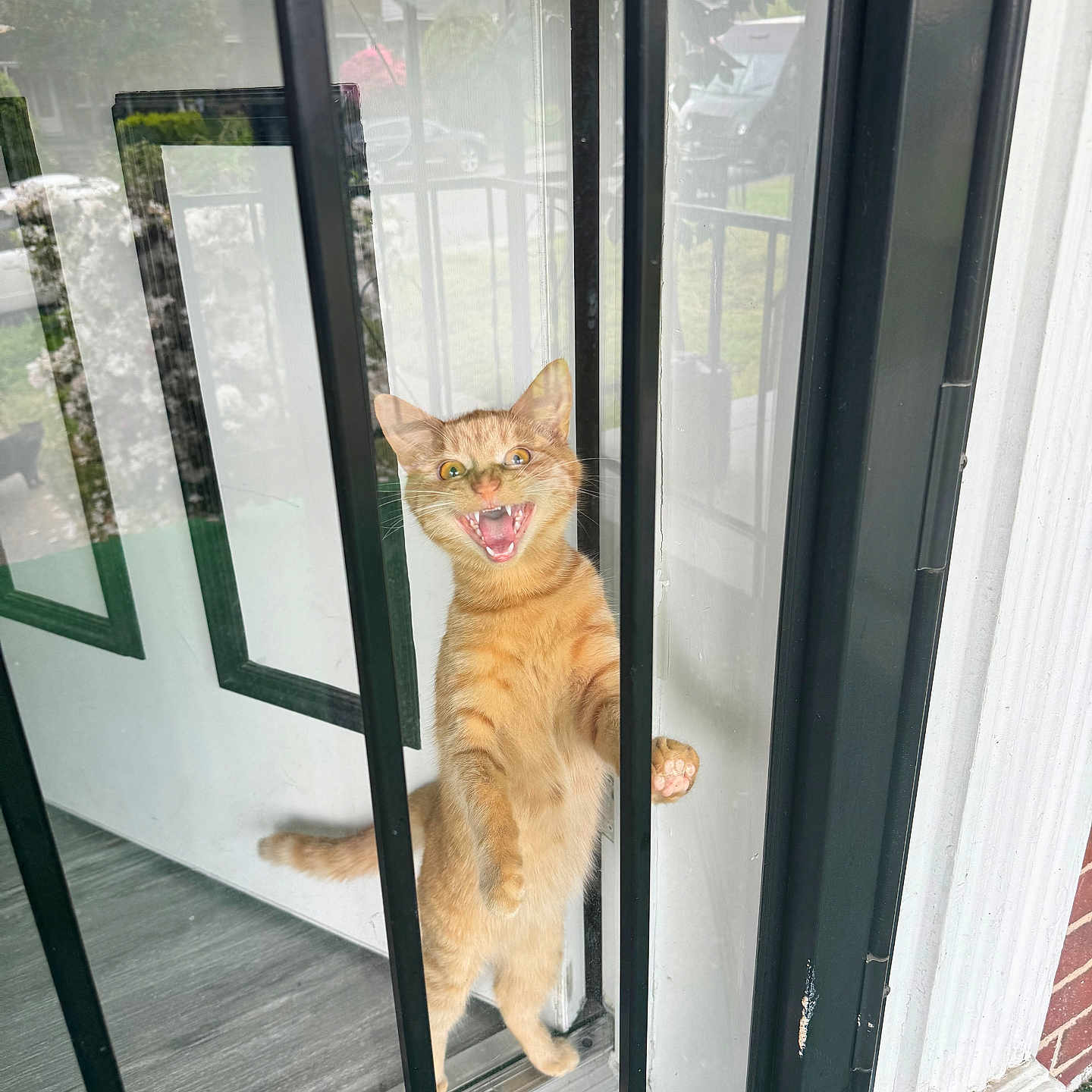 Jack Jack joined the competition — help win amazing prizes! abyssinian, animal, architecture, building, cat, door, foldingdoor, herbal, herbs, house, housing, kitten, manx, outdoors, pet, plant, porch, shelter, window, wood