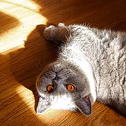 Awkoun a rejoint le concours — aidez-le/la à gagner de superbes lots ! cat, gray_cat, amber_eyes, wooden_floor, sunlight, shadow, pet, feline, relaxed, close_up, indoor, fur, whiskers, animal, cute, domestic_cat, portrait, lying_down, cozy, sunbeam