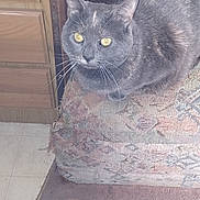 Juliette is registered to the contest to win money with this photo: cat, gray_cat, indoor, armchair, furniture, yellow_eyes, curious, pet, cozy, carpet, vent, wooden_cabinet, patterned_fabric, whiskers, sitting, looking_up, domestic_animal, close_up, feline, home