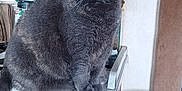 Juliette joined the competition — help win amazing prizes! animal, cat, container, countertop, cozy, curious, domestic_cat, feline, furniture, gray_cat, household, indoor, keys, kitchen, paper_towel, pet, sitting, window_blinds, wooden_cabinet, yellow_eyes