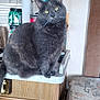 cat, gray_cat, animal, pet, indoor, kitchen, countertop, wooden_cabinet, yellow_eyes, curious, feline, domestic_cat, sitting, household, furniture, paper_towel, keys, window_blinds, container, cozy