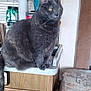 cat, gray_cat, indoor, kitchen, furniture, wooden_cabinet, countertop, yellow_eyes, domestic_cat, pet, curious, seated, chair, patterned_fabric, window_blinds, household_items, cozy, fur, whiskers, tail