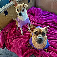 Princess And Sophie joined the competition — help win amazing prizes! dog, small_dog, purple_shirt, blanket, pink_blanket, indoor, window, carpet, pet, cute, curious, wooden_furniture, two_dogs, companion, cozy, soft_texture, looking_at_camera, animal, domestic_animal, resting