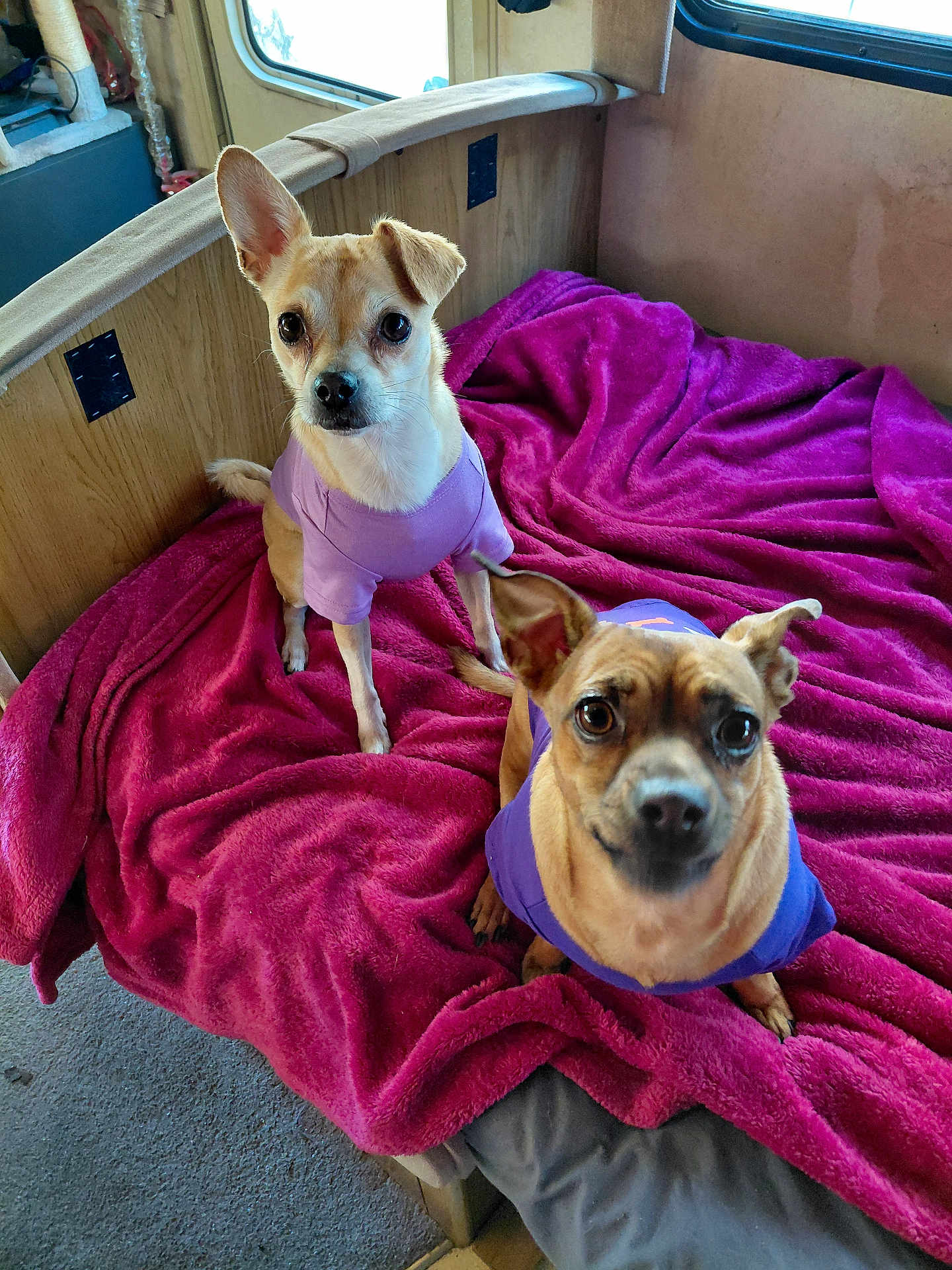 Princess And Sophie joined the competition — help win amazing prizes! dog, small_dog, purple_shirt, blanket, pink_blanket, indoor, window, carpet, pet, cute, curious, wooden_furniture, two_dogs, companion, cozy, soft_texture, looking_at_camera, animal, domestic_animal, resting