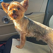 Leo is registered to the contest to win money with this photo: dog, small_dog, yorkshire_terrier, pet, car, car_interior, seat, sunlight, happy, animal, fur, ears, mouth_open, tongue, looking, standing, cute, companion, indoor, travel