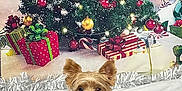 Leo is registered to the contest to win money with this photo: dog, small_dog, yorkshire_terrier, christmas_tree, christmas_lights, holiday, presents, gift_wrapping, festive, decorations, indoor, pet, animal, canine, sweater, cute, tongue_out, celebration, background, white_sheet