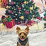 dog, small_dog, yorkshire_terrier, christmas_tree, christmas_lights, holiday, presents, gift_wrapping, festive, decorations, indoor, pet, animal, canine, sweater, cute, tongue_out, celebration, background, white_sheet