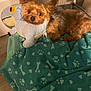 Leo is registered to the contest to win money with this photo: dog, small_dog, blanket, plush_toy, stuffed_animal, indoor, pet_bed, floor, cozy, brown_dog, toy, cute, relaxed, fur, animal, snuggling, resting, paw_prints, fabric, soft
