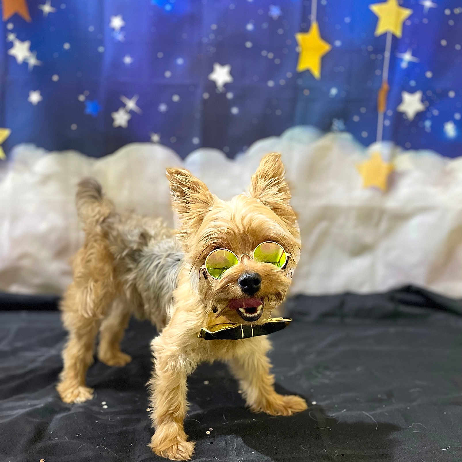 Leo joined the competition — help win amazing prizes! animal, black_cloth, bow_tie, cute, decorative_stars, dog, fur, glasses, happy, indoor, pet, playful, portrait, small_dog, smiling, standing, starry_background, studio_shot, sunglasses, yorkshire_terrier