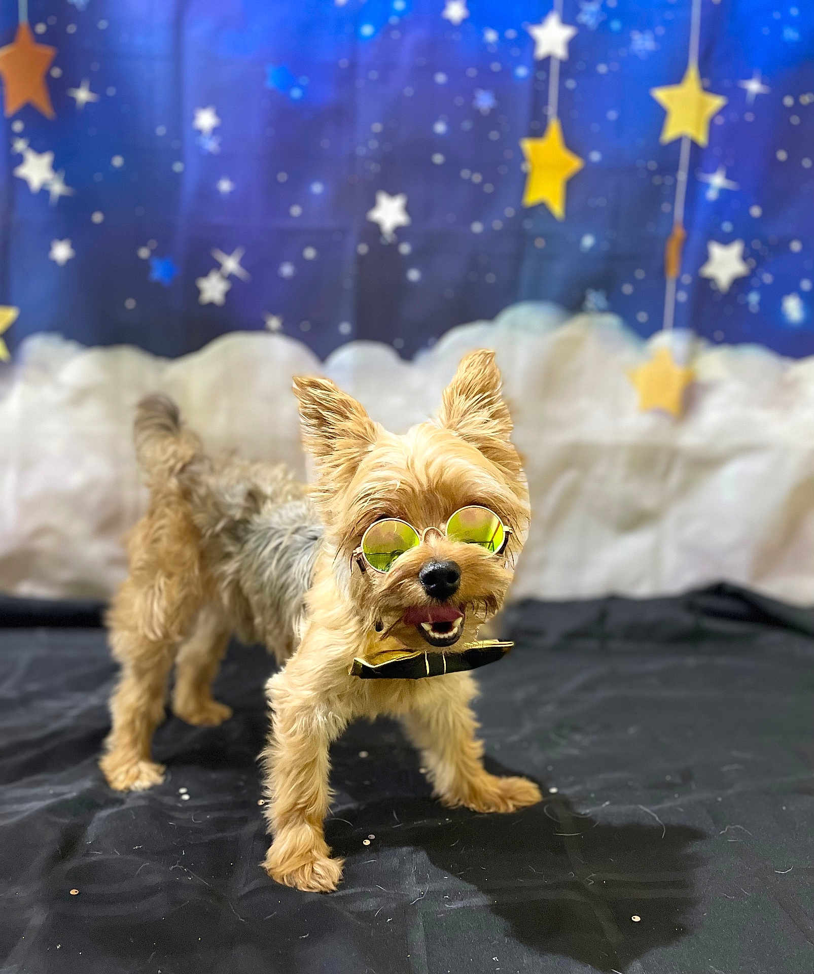 Leo joined the competition — help win amazing prizes! dog, small_dog, yorkshire_terrier, glasses, sunglasses, bow_tie, pet, animal, studio_shot, black_cloth, starry_background, decorative_stars, happy, playful, fur, portrait, indoor, cute, standing, smiling