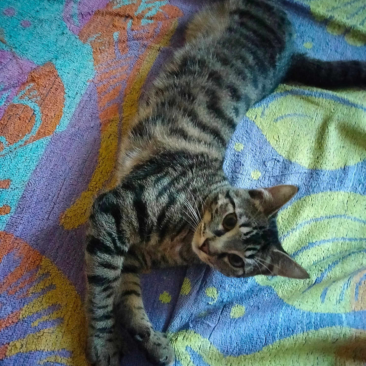Léon participe au concours pour gagner de l'argent avec cette photo : abyssinian, animal, bed, bedroom, blanket, cat, couch, cushion, face, furniture, head, homedecor, kitten, manx, person, pet, photography, portrait, quilt, sleeping