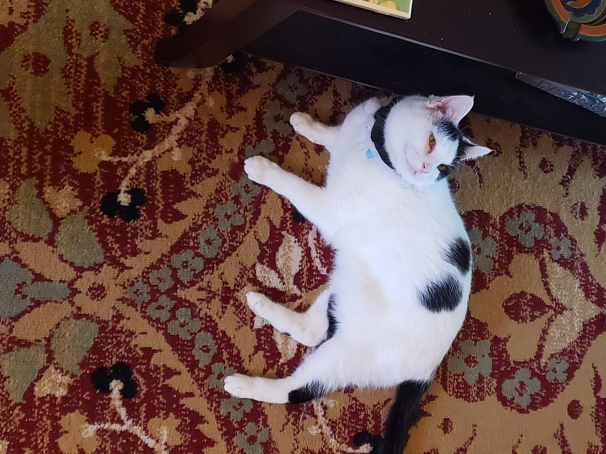 Emerald is registered to the contest to win money with this photo: brown, carnivore, cat, comfort, companion_dog, dog_breed, domestic_short_haired_cat, felidae, floor, flooring, fur, hardwood, linens, pattern, paw, small_to_medium_sized_cats, sporting_group, tail, whiskers, wood