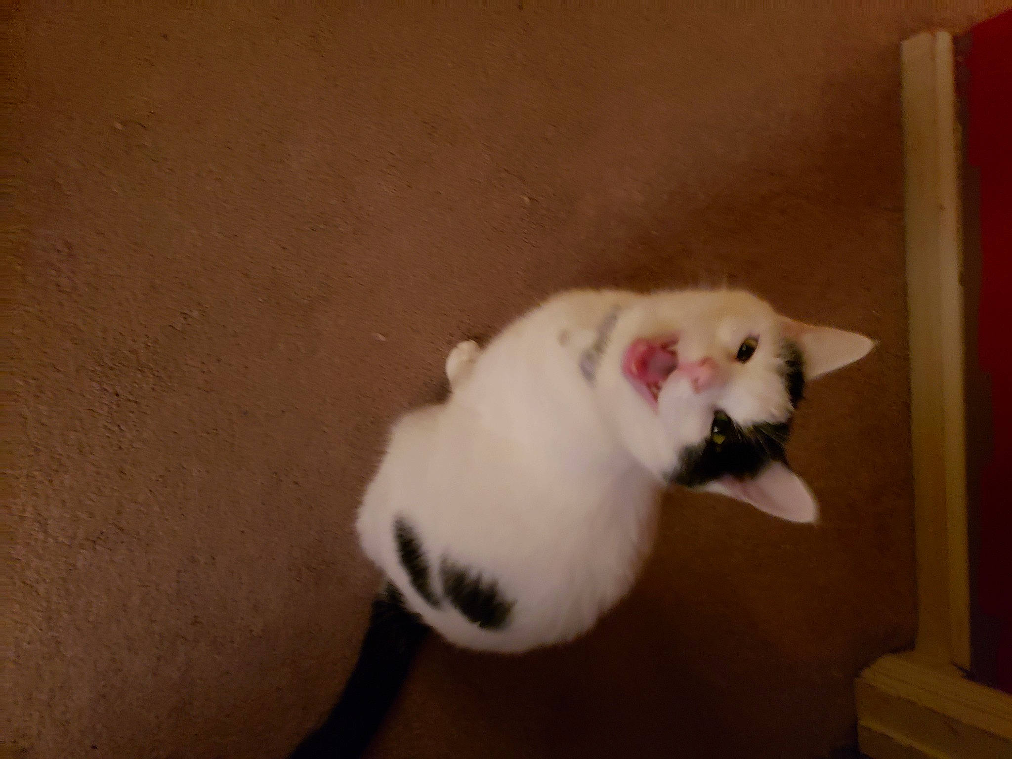 Emerald joined the competition — help win amazing prizes! balinese, carnivore, cat, claw, domestic_short_haired_cat, fang, fawn, felidae, fur, paw, small_to_medium_sized_cats, snout, tail, terrestrial_animal, whiskers