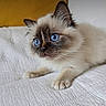 kitten, cat, blue_eyes, fluffy, indoor, white_blanket, yellow_pillow, pet, fur, cute, small, animal, portrait, resting, curious, young, domestic_cat, whiskers, face, paw