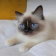 Unïty a rejoint le concours — aidez-le/la à gagner de superbes lots ! kitten, cat, blue_eyes, fluffy, white_blanket, yellow_pillow, indoor, pet, cute, animal, feline, young_cat, relaxed, soft_texture, closeup, portrait, cozy, domestic_animal, whiskers, paw