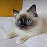 kitten, cat, blue_eyes, fluffy, white_blanket, yellow_pillow, indoor, pet, cute, animal, feline, young_cat, relaxed, soft_texture, closeup, portrait, cozy, domestic_animal, whiskers, paw