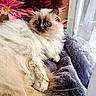 Unïty a rejoint le concours — aidez-le/la à gagner de superbes lots ! cat, fluffy, blue_eyes, blanket, window, flowers, pink, orange, cozy, relaxed, indoor, pet, feline, soft, fur, colorful, home, resting, curtains, wooden_wall