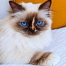Unïty a rejoint le concours — aidez-le/la à gagner de superbes lots ! cat, blue_eyes, fluffy, close_up, white_fur, brown_markings, ears, whiskers, paw, bed, bedding, yellow_background, pet, animal, feline, portrait, indoor, soft_texture, cute, relaxed