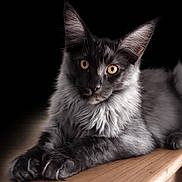 Néo participe au concours pour gagner de l'argent avec cette photo : cat, gray_cat, yellow_eyes, fur, wooden_surface, lounging, pet, animal, portrait, close_up, whiskers, ears, feline, dark_background, indoor, relaxed, cute, soft_fur, mammal, attention