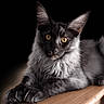 cat, gray_cat, yellow_eyes, fur, wooden_surface, lounging, pet, animal, portrait, close_up, whiskers, ears, feline, dark_background, indoor, relaxed, cute, soft_fur, mammal, attention