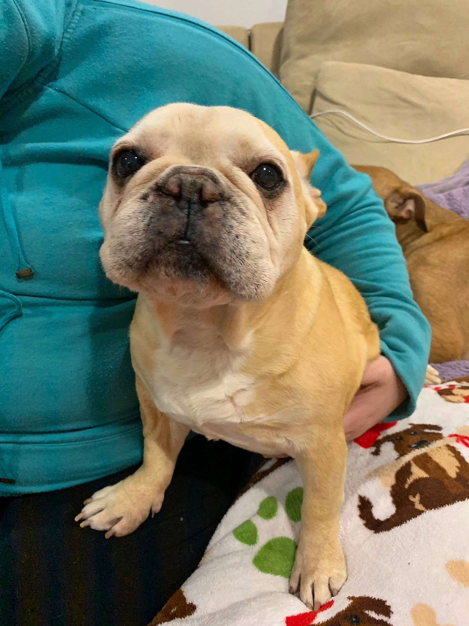 Jett is registered to the contest to win money with this photo: bulldog, canidae, carnivore, companion_dog, dog, dog_breed, fawn, french_bulldog, mammal, non_sporting_group, old_english_bulldog, pug, puppy, skin, snout, sporting_group, toy_bulldog, vertebrate, white_english_bulldog, wrinkle