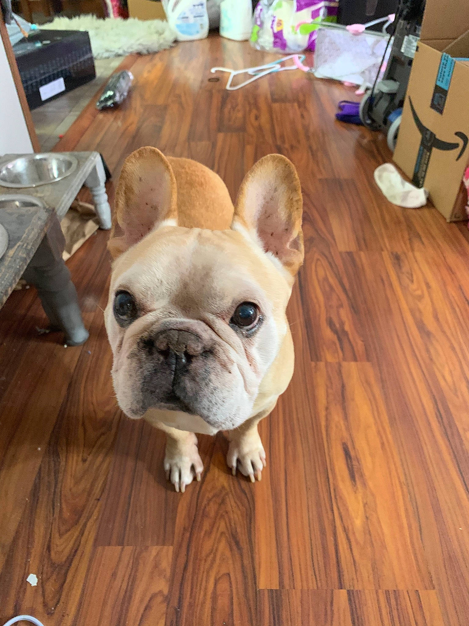 Jett is registered to the contest to win money with this photo: bulldog, canidae, carnivore, companion_dog, dog, dog_breed, fawn, floor, flooring, french_bulldog, mammal, non_sporting_group, old_english_bulldog, olde_english_bulldogge, puppy, rare_breed_dog, snout, toy_bulldog, toy_dog, wood