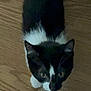 Emily is registered to the contest to win money with this photo: cat, black_and_white, pet, animal, floor, wooden_floor, looking_up, whiskers, ears, fur, indoor, curious, domestic_cat, feline, mammal, close_up, young_cat, cute, companionship, quiet