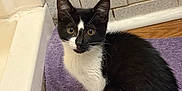 Emily is registered to the contest to win money with this photo: cat, kitten, black_and_white, sitting, purple_mat, bathroom, tile_wall, wooden_floor, curious, pet, animal, fur, whiskers, ears, eyes, indoor, cute, small, mammal, domestic