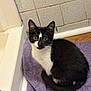 cat, kitten, black_and_white, sitting, purple_mat, bathroom, tile_wall, wooden_floor, curious, pet, animal, fur, whiskers, ears, eyes, indoor, cute, small, mammal, domestic