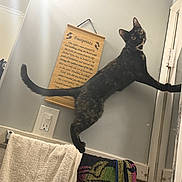 Luna joined the competition — help win amazing prizes! cat, tortoiseshell_cat, bathroom, door, towel, towel_rack, light_switch, plaque, wall, curious, climbing, pet, animal, indoor, feline, stretching, paw, ears, eyes, mirror