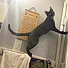 animal, bathroom, cat, climbing, curious, door, ears, eyes, feline, indoor, light_switch, mirror, paw, pet, plaque, stretching, tortoiseshell_cat, towel, towel_rack, wall