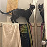 Luna joined the competition — help win amazing prizes! cat, tortoiseshell_cat, bathroom, mirror, towel_rack, towels, reflection, curious, pet, indoor, door, doorknob, shower, shower_curtain, tile_wall, light_switch, household, domestic, feline, animal