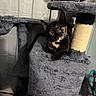 Luna is registered to the contest to win money with this photo: cat, tortoiseshell_cat, cat_tree, scratching_post, indoor, pet, animal, feline, curious, plush, gray, resting, looking_at_camera, whiskers, ears, fur, household, cozy, playful, closeup
