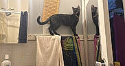Luna joined the competition — help win amazing prizes! cat, tortoiseshell_cat, bathroom, towel, mirror, reflection, shower, towel_rack, cleaner_bottle, door, door_knob, wall, tile, curious, pet, indoor, animal, feline, household, domestic