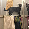 animal, bathroom, cat, cleaner_bottle, curious, domestic, door, door_knob, feline, household, indoor, mirror, pet, reflection, shower, tile, tortoiseshell_cat, towel, towel_rack, wall